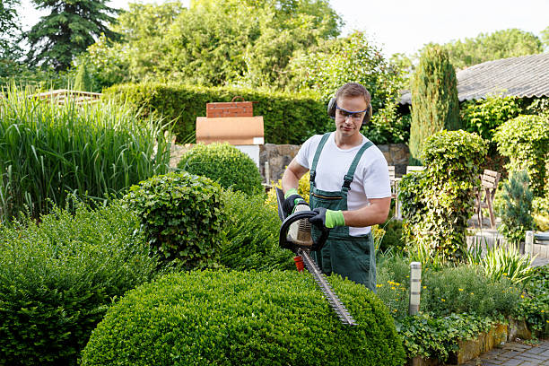 Best Commercial Tree Removal  in USA